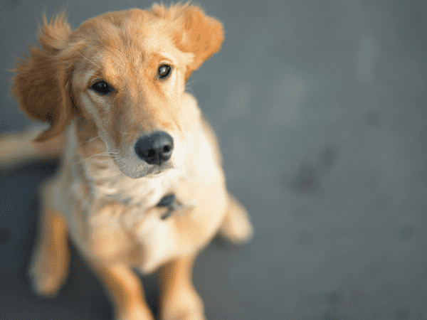 Dog looking at owner