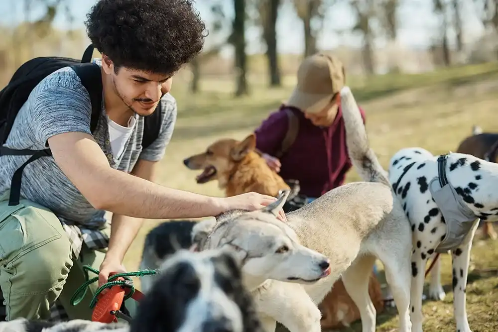 Man walking dogs as his side hustle